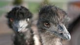 There Are Two Emu Ladies on TikTok, and You Need to Know the Difference