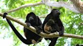 Más de 80 monos caen muertos de los árboles en Chiapas y Tabasco por altas temperaturas