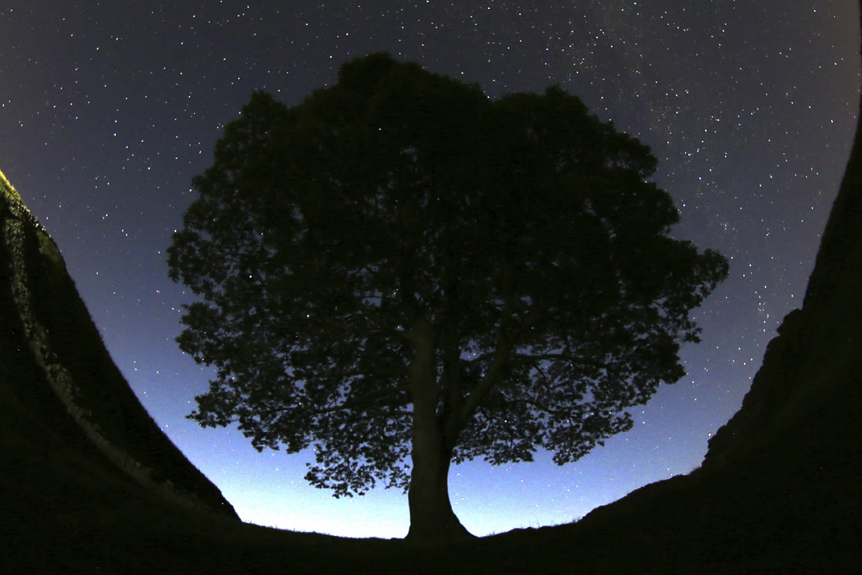 2 men are charged with cutting down famous 150-year-old tree near Hadrian's Wall in England