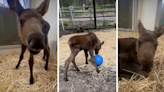 Meet Orlando: Rescued Moose Calf Finds Home at Alaska Zoo After Tragic Loss