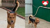 大角咀奔跑狗狗仍未有家 盼找到讓他快樂奔跑的家庭 - 香港動物報 Hong Kong Animal Post