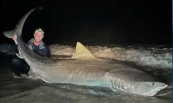 Florida fisherman catches 12-foot tiger shark: ‘This is definitely one for the books’