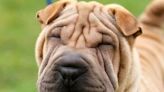 Cuál es el perro más “arrugado” del mundo