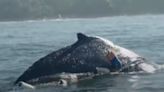 Rescuers Save Humpback Whale Found Tangled in a 'Knotted Line and 5 Buoys' in California