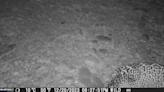 Rare, majestic creature seen roaming Arizona on trail camera. See the ‘lucky’ moment
