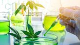 Genetic Engineering May Create More Effective Cannabis Varieties
