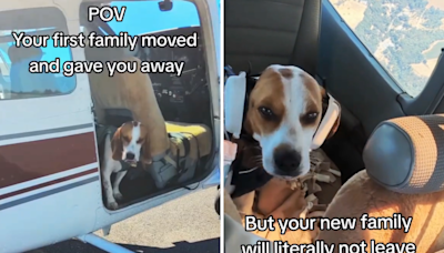 Dog abandoned by owners now travels by private plane: "Air Beagle"