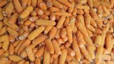 阿根廷有望向中國出口玉米 預計7月開始發貨