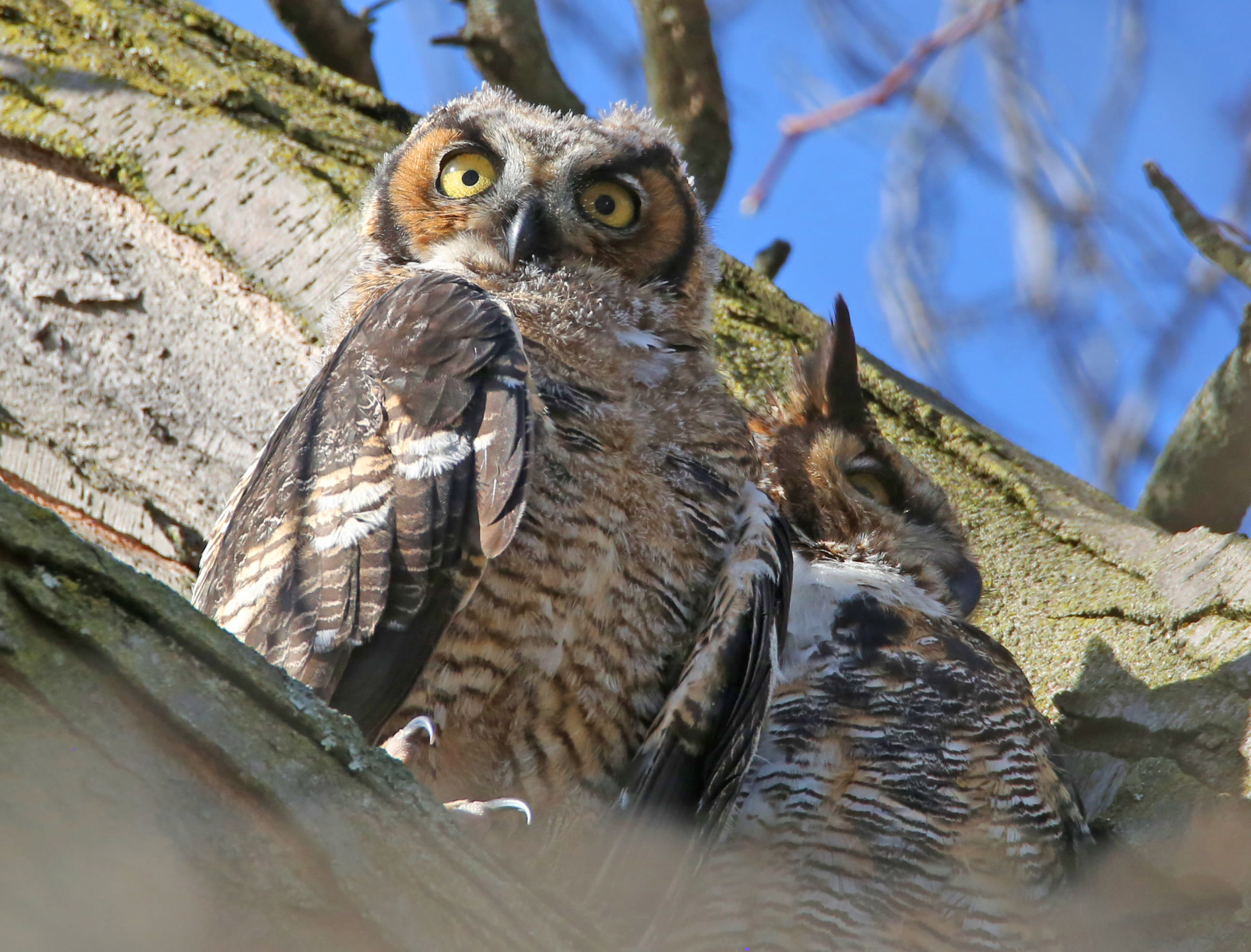 Third member of great horned owl family found dead in Chicago's Lincoln Park