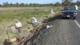 Bee-ware: Beekeeper loses hives on Eastern Washington highway