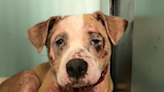 "Resilient" shelter dog surrendered with severe skin condition transformed