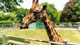 Bobo the giraffe at Long Island Game Farm died from being cold and malnourished, USDA says