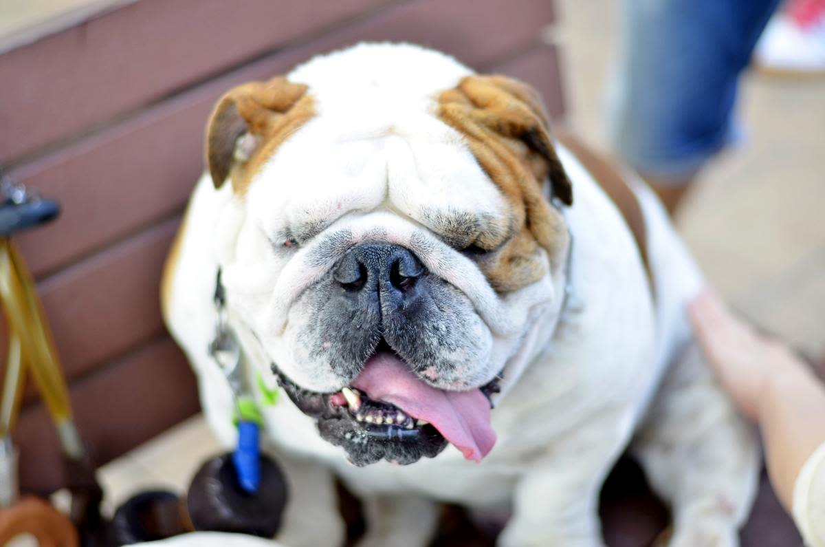 English Bulldog ‘Inspects’ Lawn Guy’s Work and Runs to Give Mom the Report