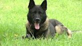 Buffalo Police: K9 Shield, former partner of late Lt. Craig Lehner, has passed away