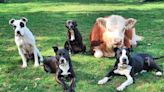 How Haru the Cutest Cow Became Best Buds With His Pack of Loving Dogs