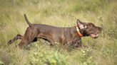 Talkative Pudel Pointer Adorably Fails to Resist Howling in Hotel Room