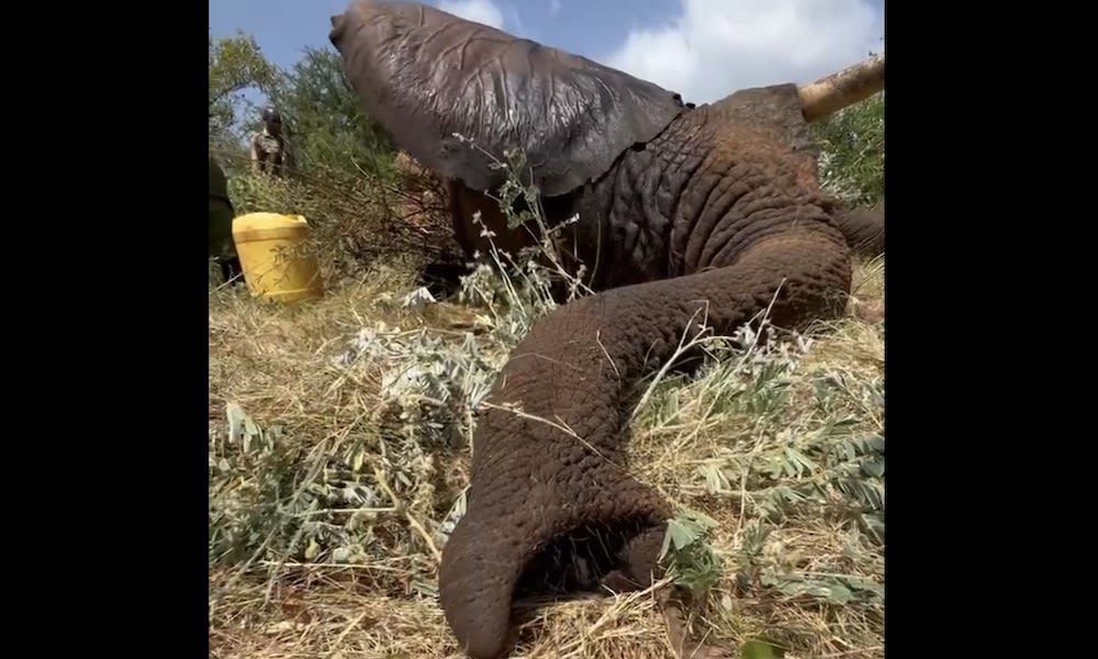 Video shows elephant snoring like a beast – remind you of anyone?