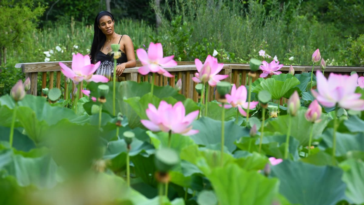 Petal party: Lotus and Water Lily Festival to bloom at Kenilworth Aquatic Gardens