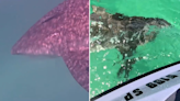 Watch: 7ft bull shark chases and rams jet ski near Florida beach