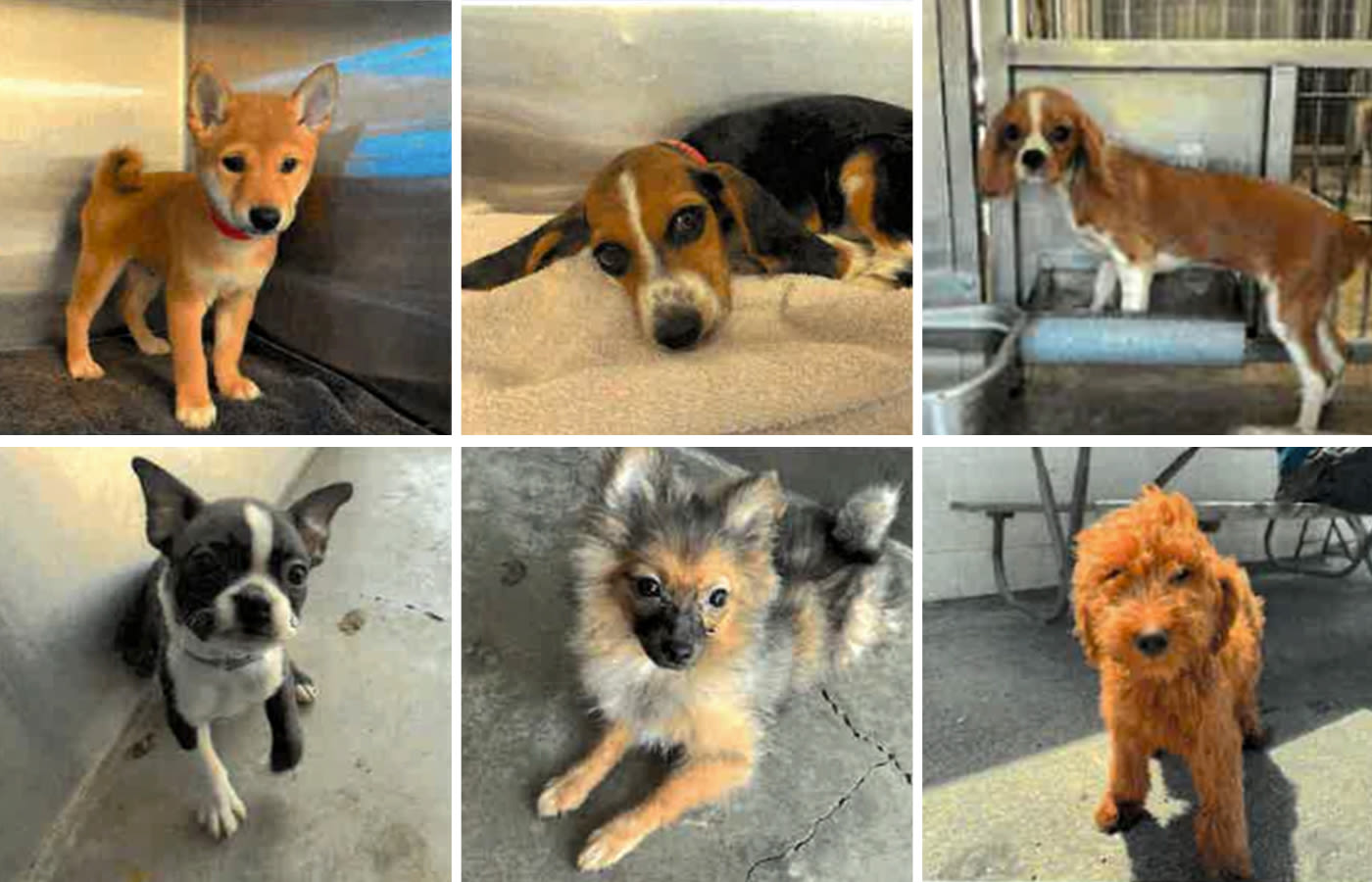 Takeaways from our investigation revealing California's brutal underground market for puppies