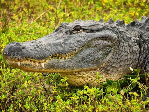 Remains of Missing Texas Woman in Her 60s Found Inside Alligator’s Jaws, Officials Say