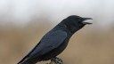 Crows can ‘count’ similarly to toddlers, according to new study