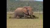 Watch: Elephant deploys ‘leopard crawl’ to bypass electric fence