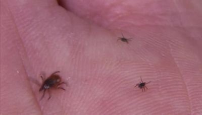 Lyme disease cases climbing across the US. Here's how to stay safe
