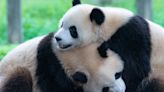 Terrifying Video Shows Two Pandas Pouncing On, Mauling Zookeeper