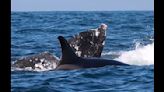 Orcas try to kill ‘massive’ gray whale off San Diego; video