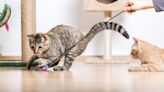 How to play with a cat: Boredom prevention tips from a vet