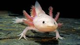 What is an axolotl and do they make good pets?