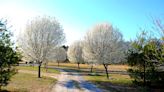 Once the Callery pear tree was landscapers’ favorite – now states are banning this invasive species and urging homeowners to cut it down