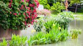 7 flood-tolerant plants to protect your yard from heavy rain