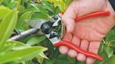 Don't wait for Prime Day — our favorite pruning shears just dropped to $54 at Amazon
