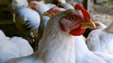 USDA Takes Step Toward Fairness for Poultry Farmers