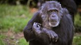 Zoo announces death of 58-year-old chimpanzee