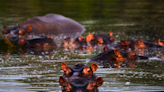Muere hipopótamo descendiente de los animales de Pablo Escobar