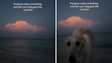 Woman tries to take beautiful dusk video—her dog has other plans