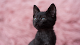 Tiny Black Kitten's Powerful Little Roar Goes Viral