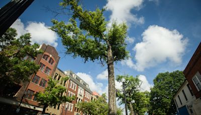 'Some are healthier than others': What's going on with the trees in downtown Fayetteville?