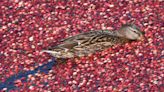 Cape Cod Poetry: Check out 'Cranberry Duck' and the photo that inspired the poem