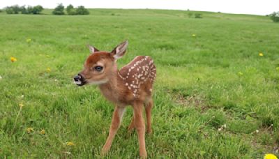 Fisherman Saves Adorable Baby Fawn from Lake and Reunites Him with Mama