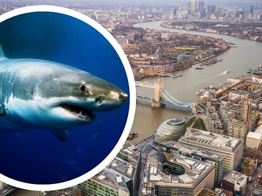 Are there dangerous sharks lurking in the river Thames?