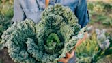 5 Health Benefits of Kale