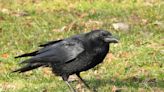 Crows can deliberately plan how many calls to make, study shows