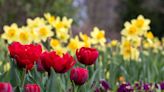 15 Bulbs To Plant This Fall For Beautiful Blooms Next Spring