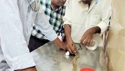 Kadapa vets give a new lease of life to critically injured cobra