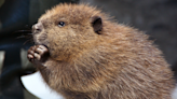 Wildlife Rescue Takes in Orphaned Baby Beaver and People Are Joking It Looks Like a ‘Fuzzy Potato'