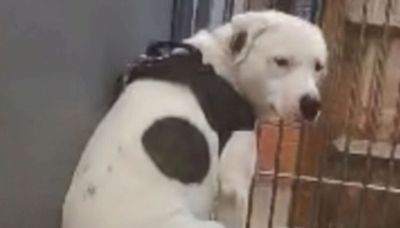 UK's saddest dog left trembling in fear unrecognisable after year in a shelter